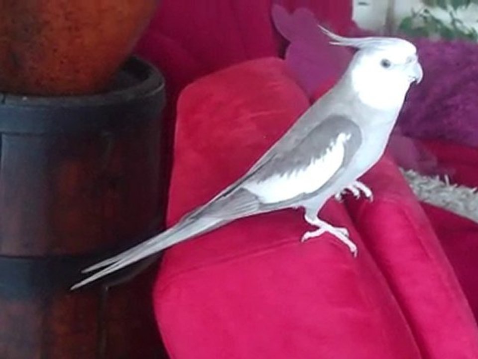 la calopsitte qui chante qui saute pas n est pas marseillais