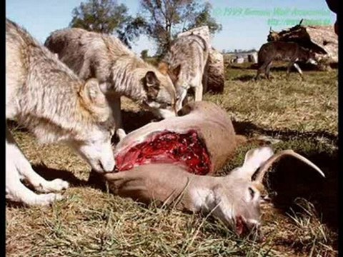 Ногу свело Волки