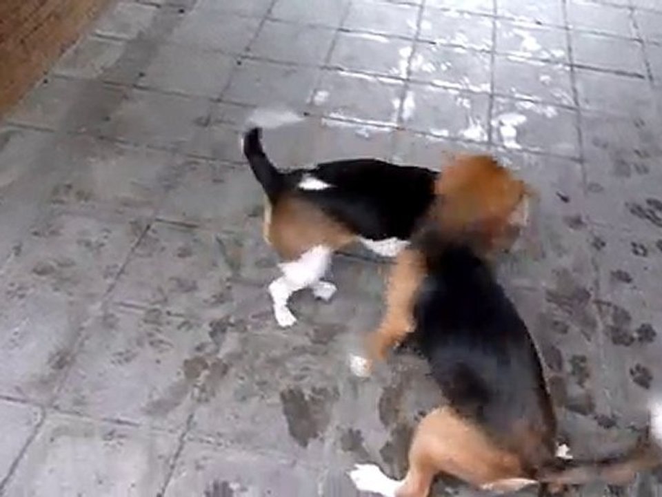 Chiens