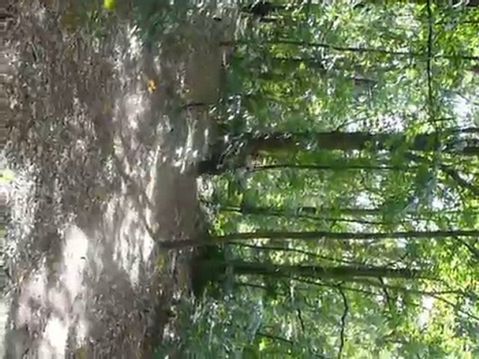 accrobravideo (6)