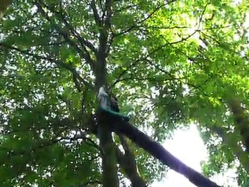 accrobravideo (7)