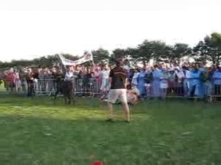 Rodéo mulet à Saint Julien des Landes