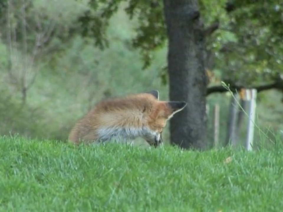 Le renard et la rosalie alpine