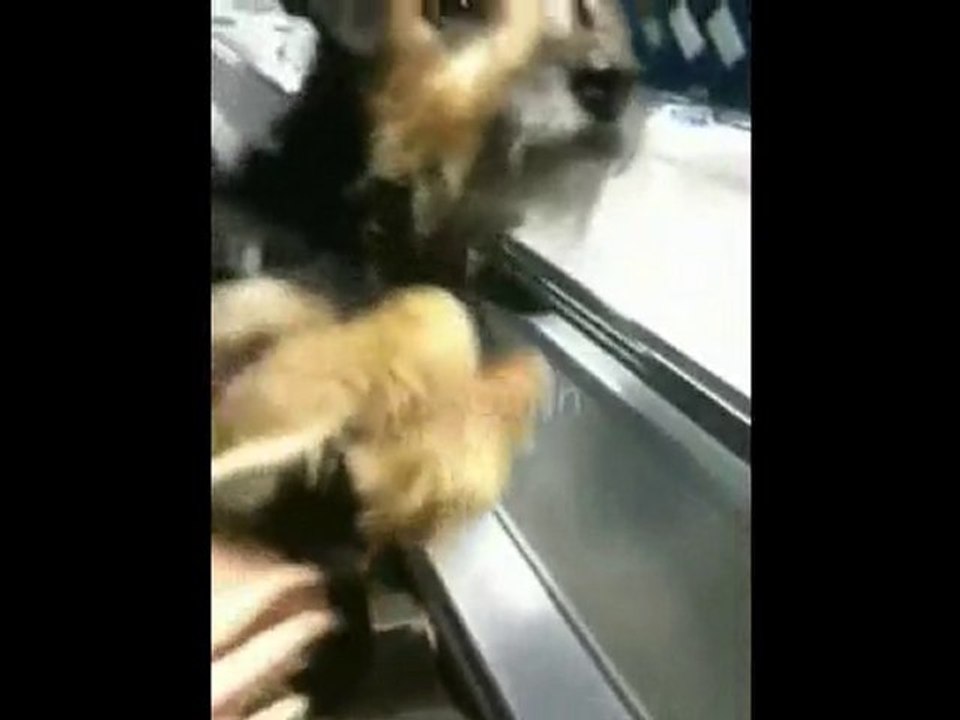 Yürüyen merdivenlerde bir köpek