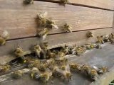 Arıcılık - Eylül ayı sonu arılar polen çekerken.