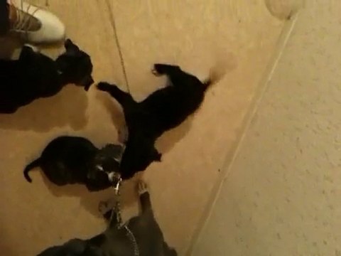 Staff Chiot De Vindetta