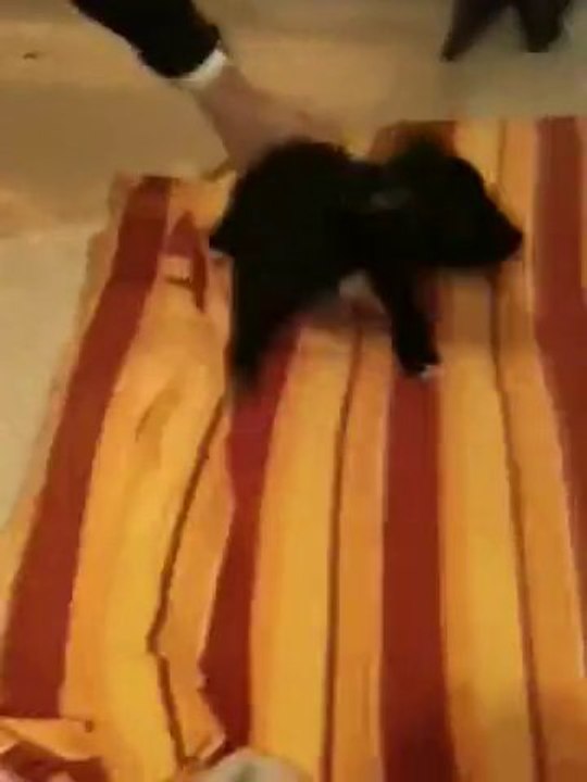 Staff Chiot De Vindetta