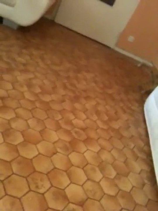 Staff Chiot De Vindetta