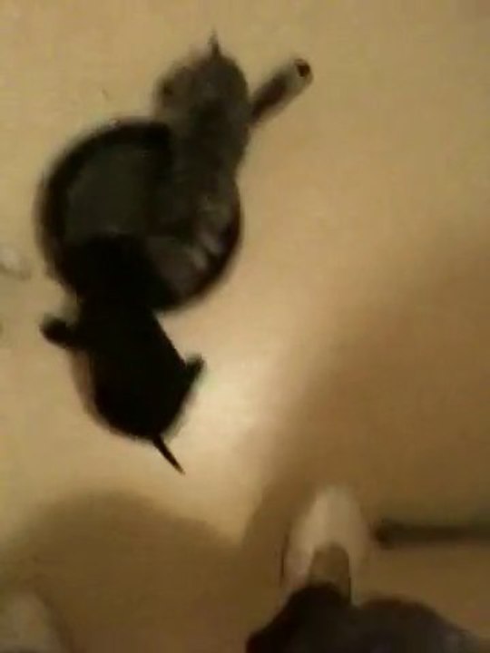 Staff Chiot De Vindetta