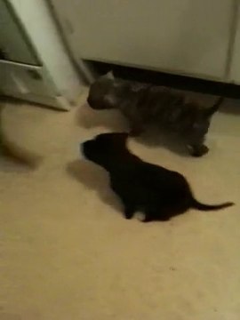 Staff Chiot De Vindetta