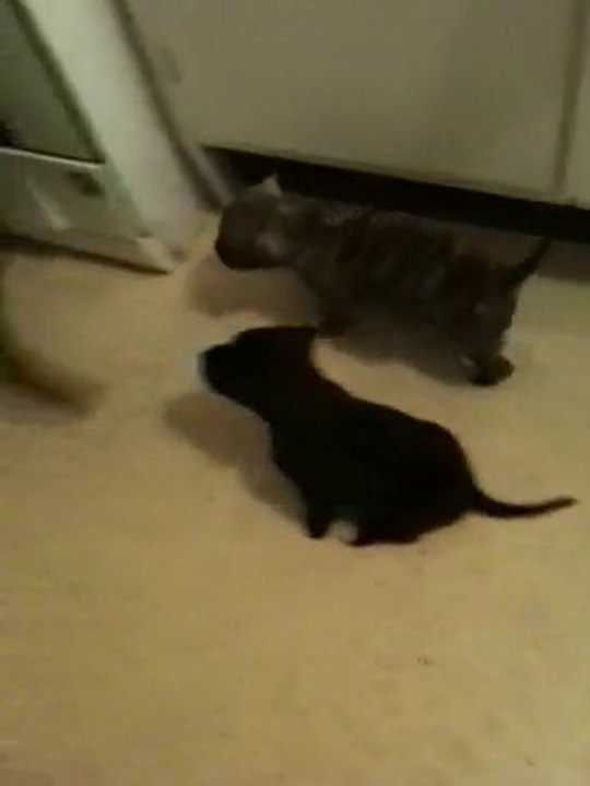 Staff Chiot De Vindetta