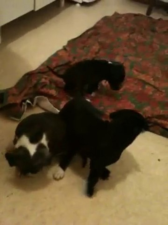 Staff Chiot De Vindetta