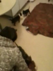 Staff Chiot De Vindetta