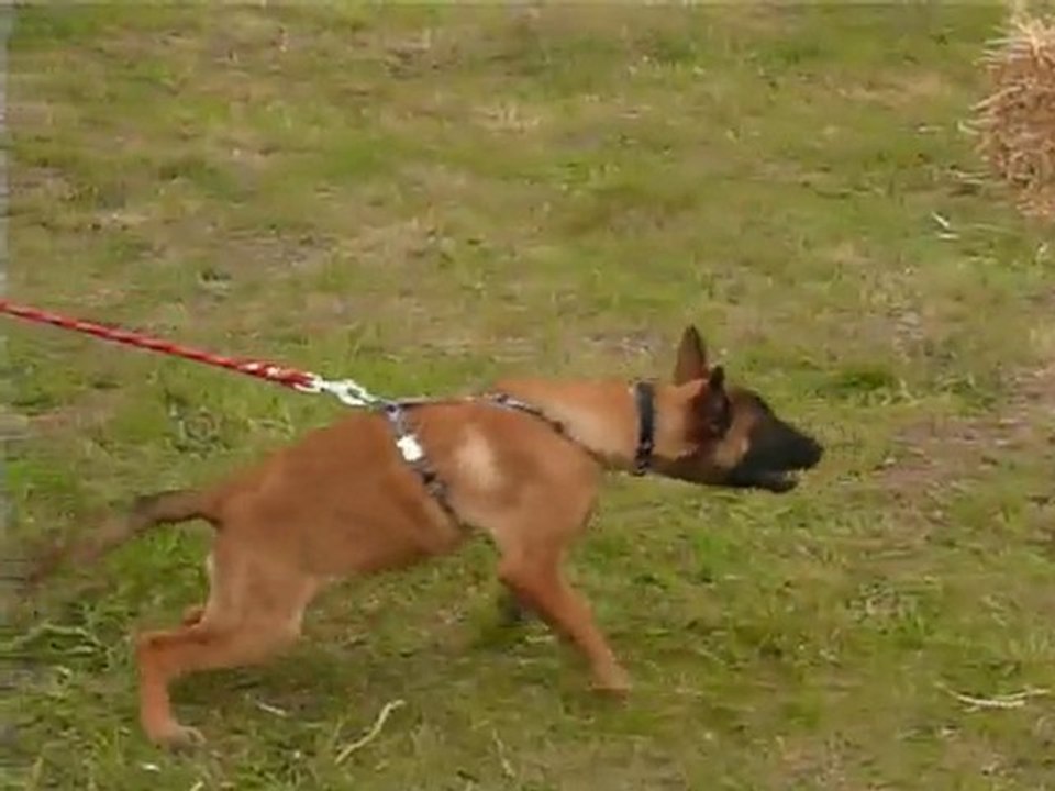 Démonstration mordant II Fidji le 26/09/10