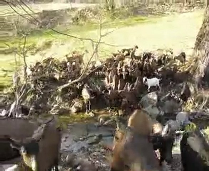 Traversée de rivière tatonante de mes Alpines