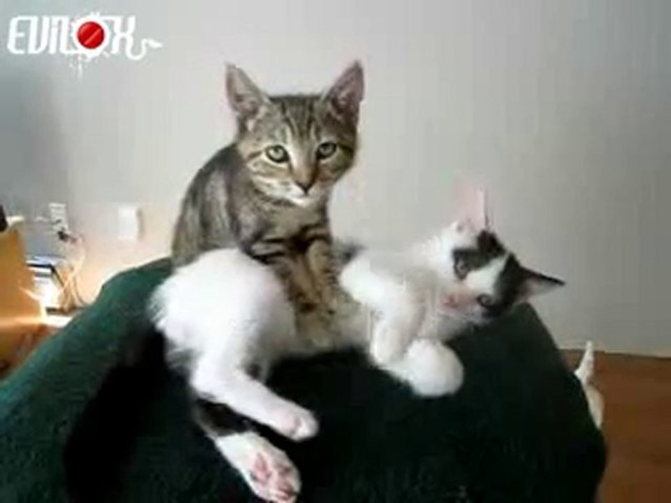 un chaton masseur
