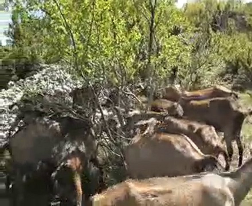 360° des chèvres dans la garrigue sèche