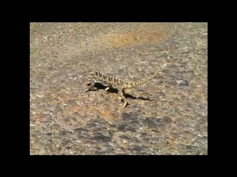 Anamur Çataloluk Köyü Bukalemun Chamaeleon (oder ein Hardun?