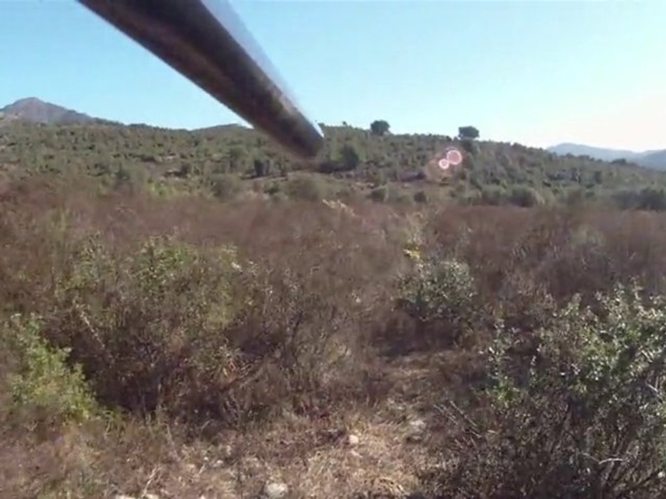 Pointer de la foret du melu .bodega