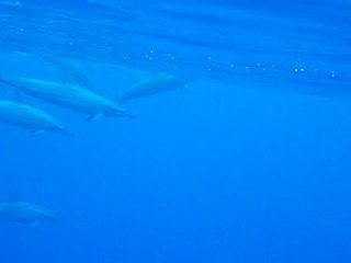Baignade avec les dauphins