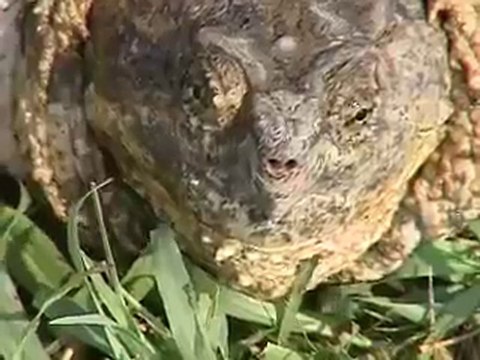 Man catches snapping turtles with bare hands.