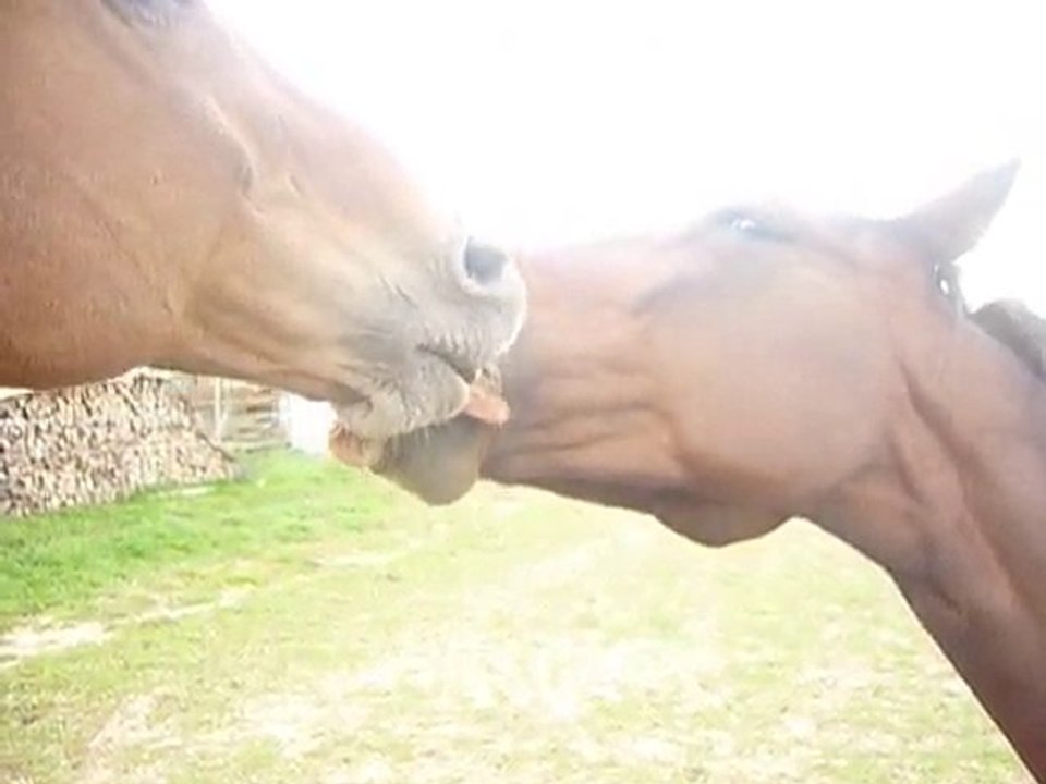 Ziggy et Someone
