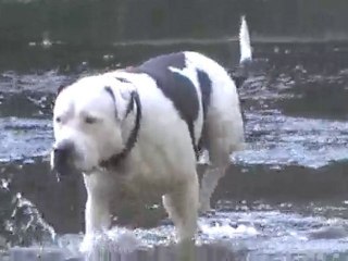 BOHÈME the great pitbull