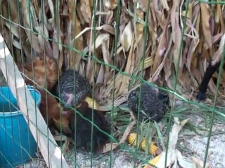 TASQUINHAS DAS COLECTIVIDADES-SOUTO DA CARPALHOSA  2010