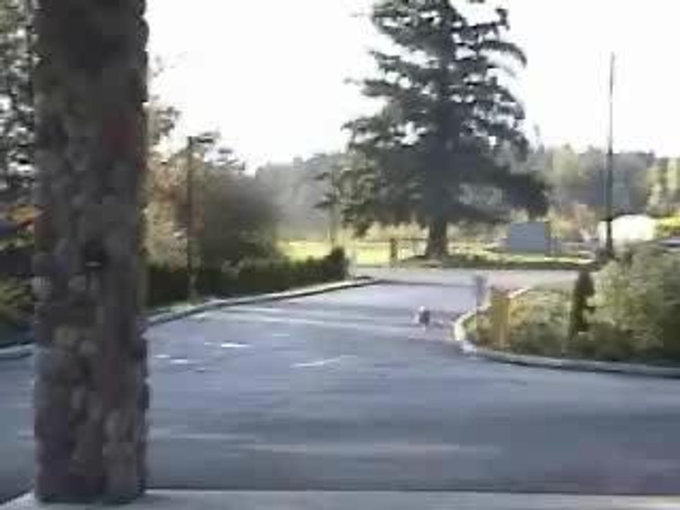 notanotherskatedog