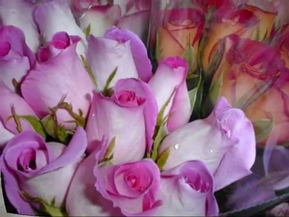 قلي هالوردة الجمبك ... موسى مصطفى