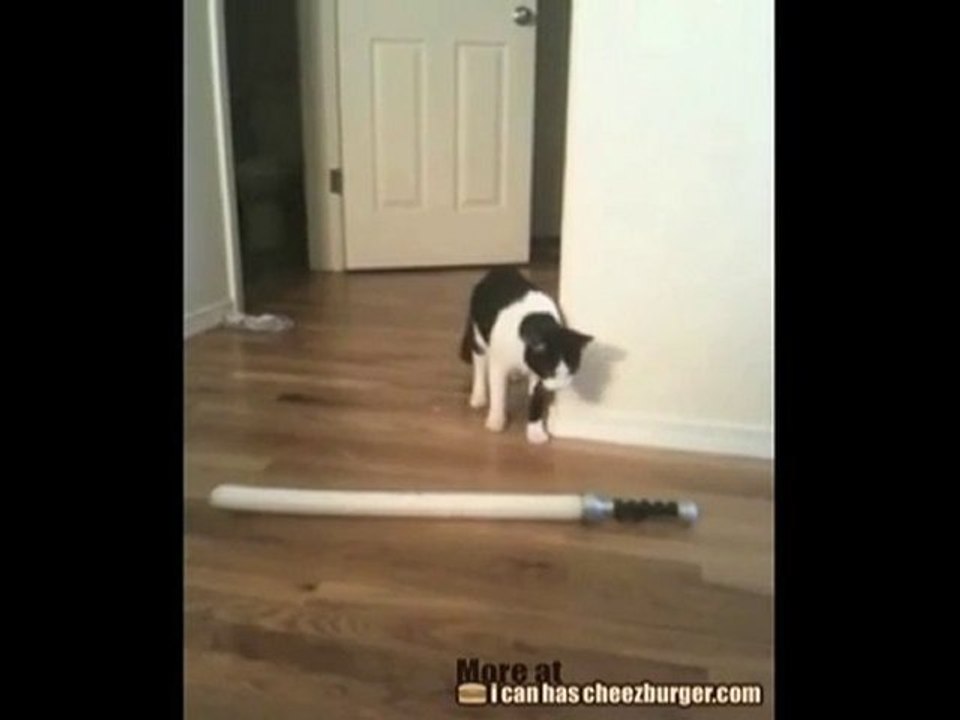 Gatto contro spada laser