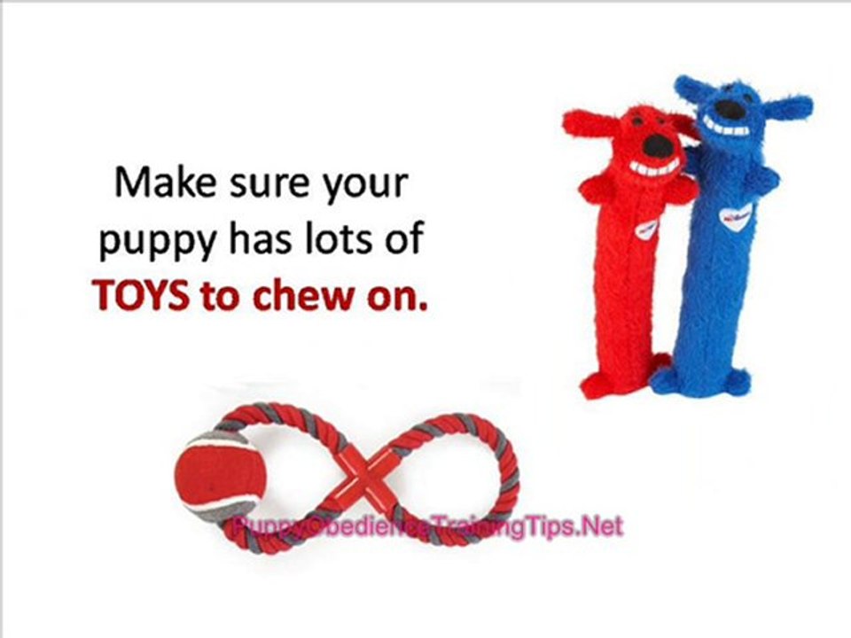 Puppy Obedience Training - Housebreaking Your New Puppy