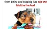 Puppy Obedience Training - How to Stop Your Dog from Nipping