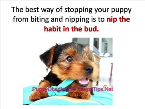Puppy Obedience Training - How to Stop Your Dog from Nipping