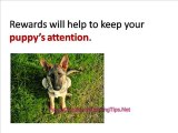 Puppy Obedience Training - How to Teach Your Puppy to Heel