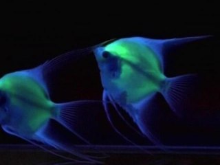 Taiwan Lab Creates Fluorescent Angelfish