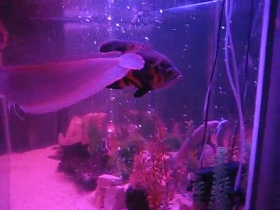 AKVAARYUMUM GENEL GÖRÜNÜM.