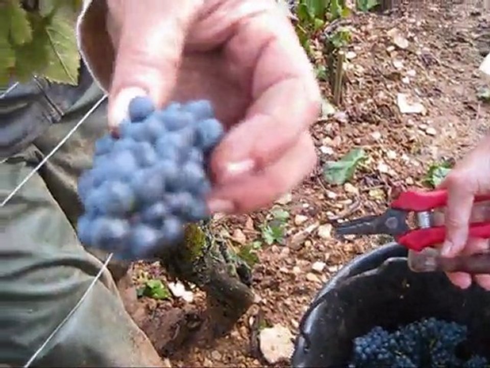 Dans les vignes (5)