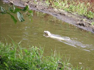 Dogue argentin : Mon ange blanc