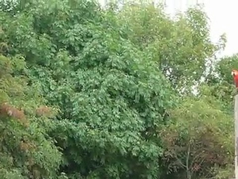 Vol libre de perroquets au rocher aux aigles