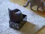 BKH Katzen beim spielen
