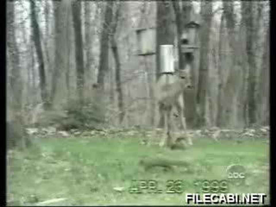 squirrelvdeer