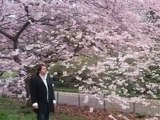 Sakura Sakura, Jason Kouchak