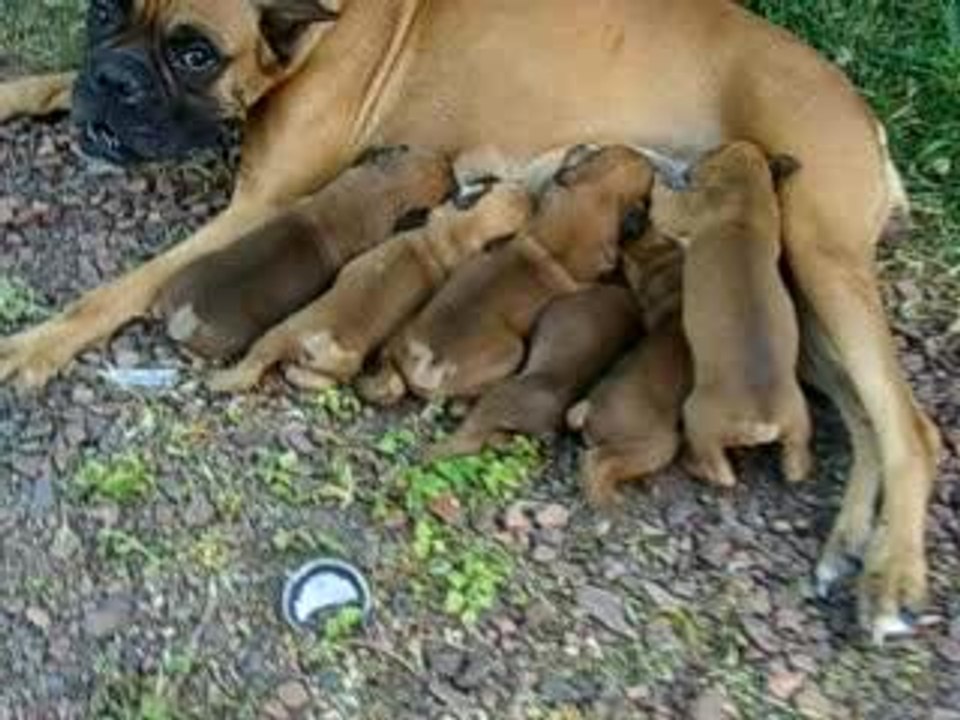 chiots rlee 18 juillet