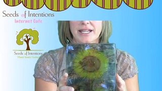 Shine a Little Light By Giving Sunflower Square Glass Vases