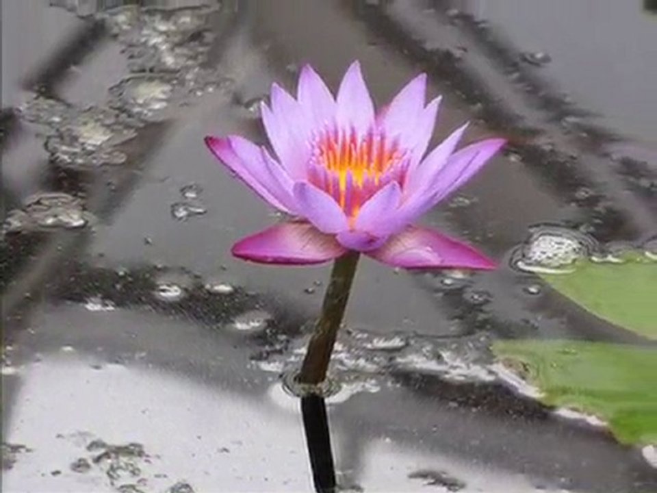 Pays de Galles une des serres dans the NATIONAL BOTANIC