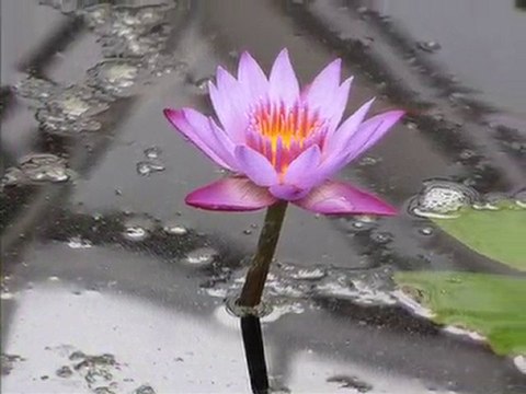 Pays de Galles une des serres dans the NATIONAL BOTANIC