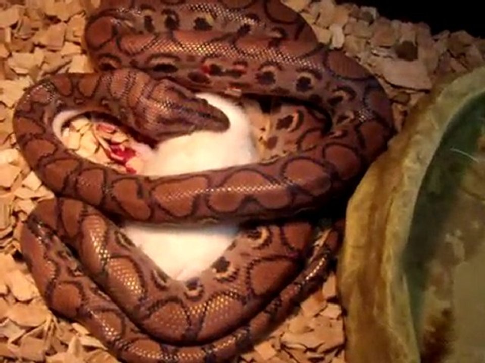 Epicrates Cenchria Cenchria mange un rat