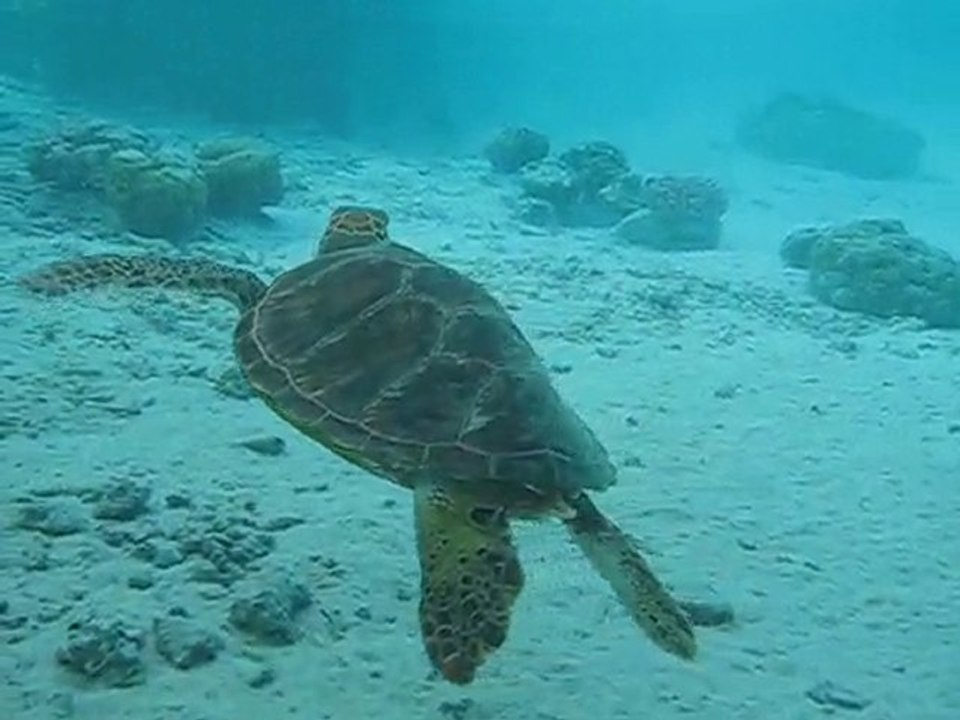 snorkeling