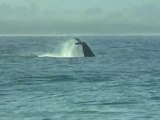Whale Breaching next to a Paddleboarder!